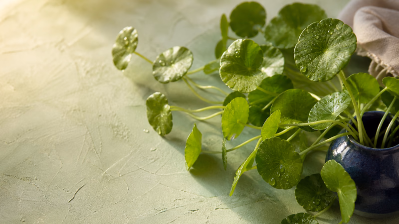 Gotu kola leaves