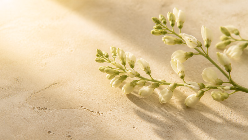 Sophora flower buds